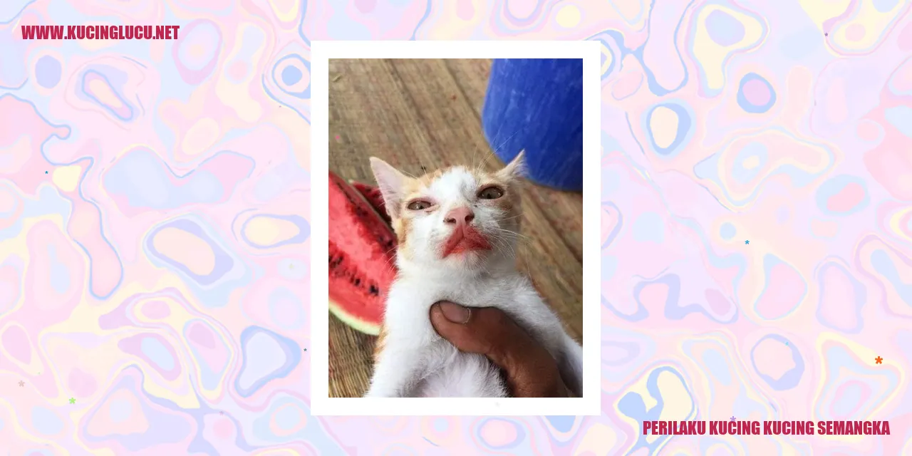 Perilaku Menggemaskan Kucing-kucing Semangka
