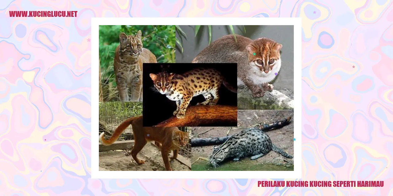 Kucing seperti Harimau