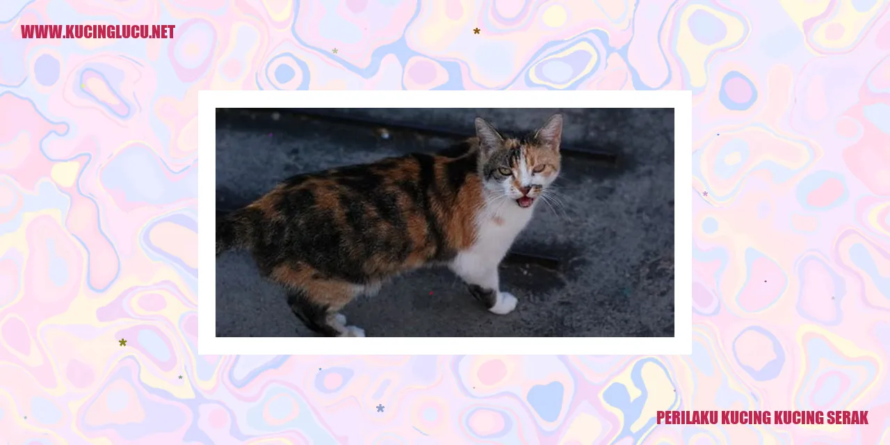 Kucing-kucing Serak