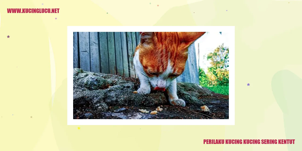 Perilaku Kucing Sering Kentut