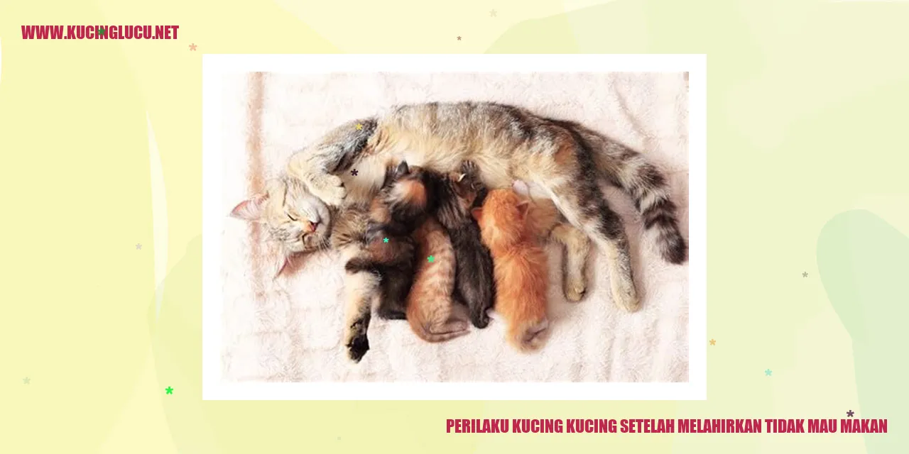 Perilaku Kucing Setelah Melahirkan Tidak Mau Makan