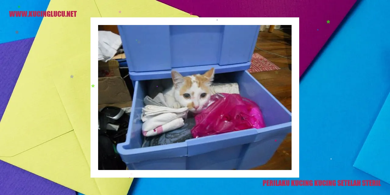 Perilaku Kucing setelah Steril
