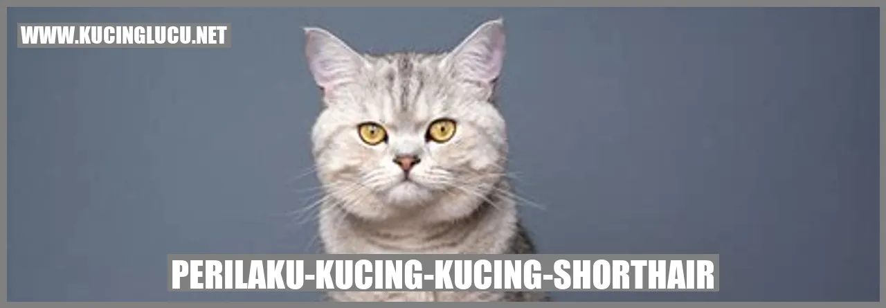 Perilaku Kucing Shorthair