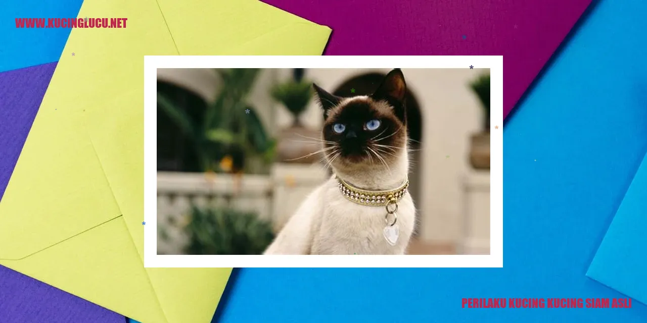 Kucing Siam