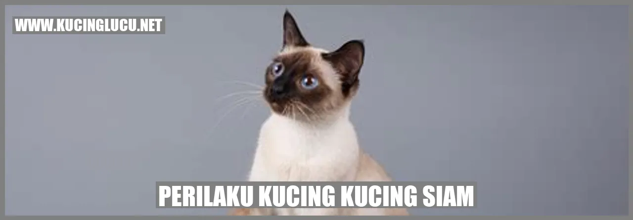 Kepribadian Kucing Siam