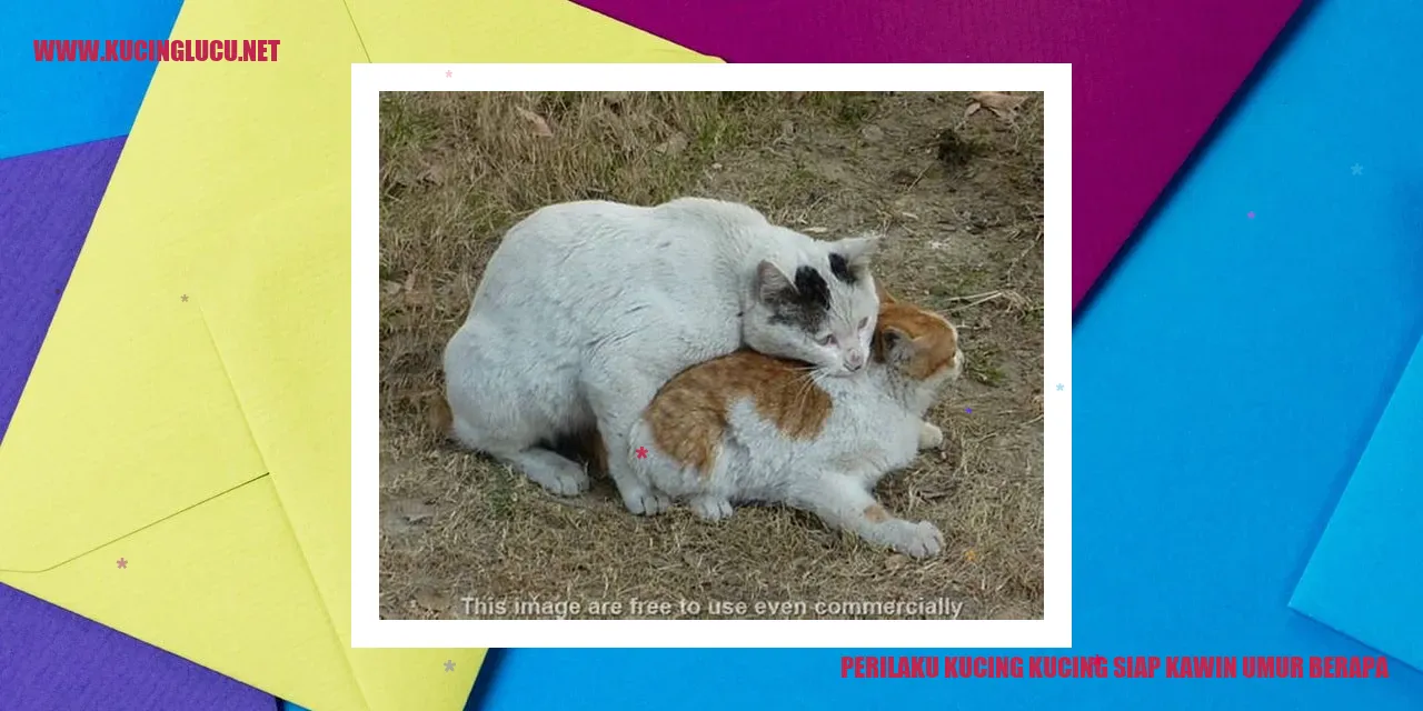 Perilaku Kucing Siap Kawin