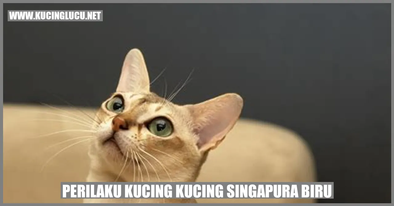 Perangai Kucing Singapura Biru