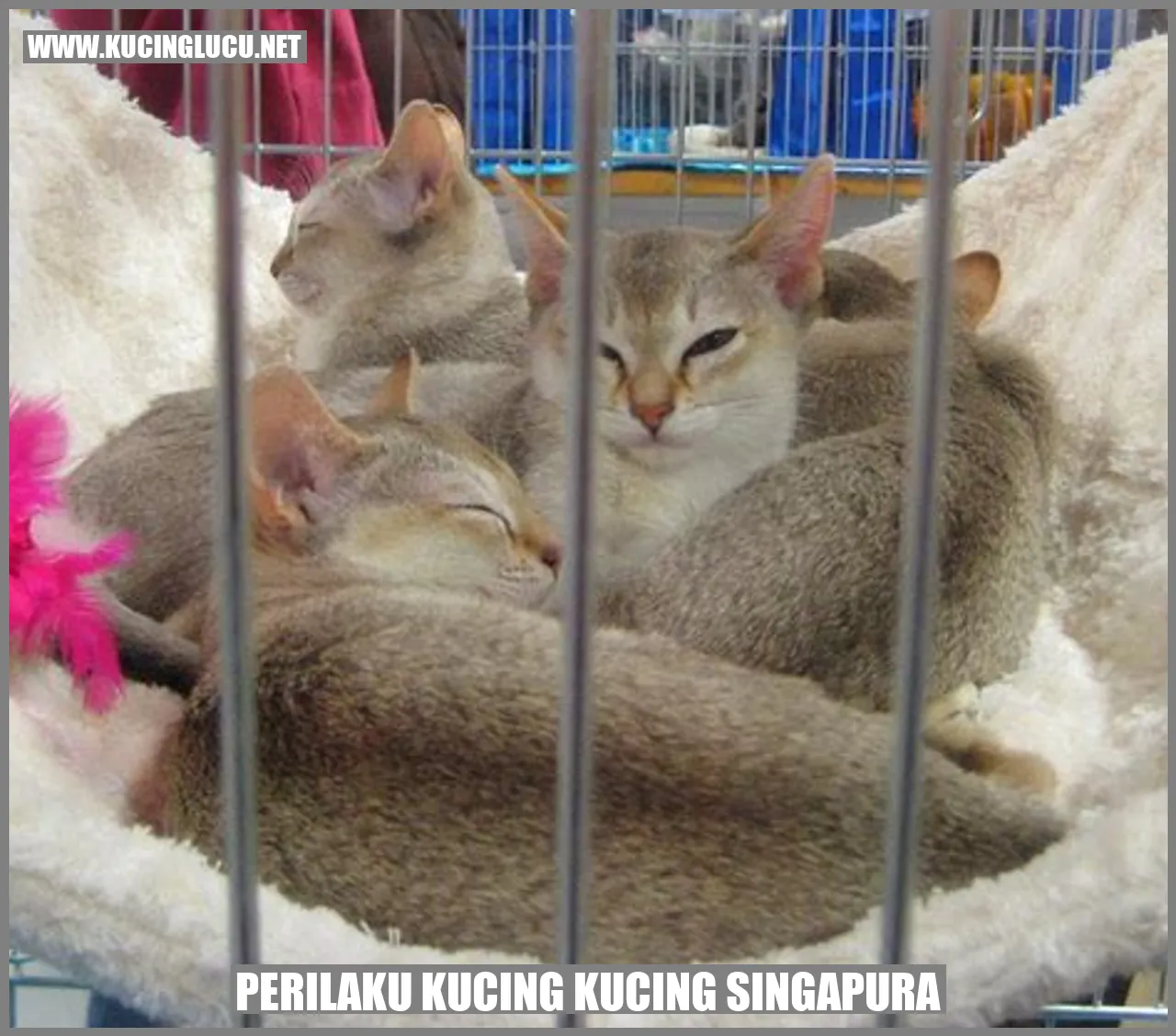 Perilaku Kucing Kucing Singapura