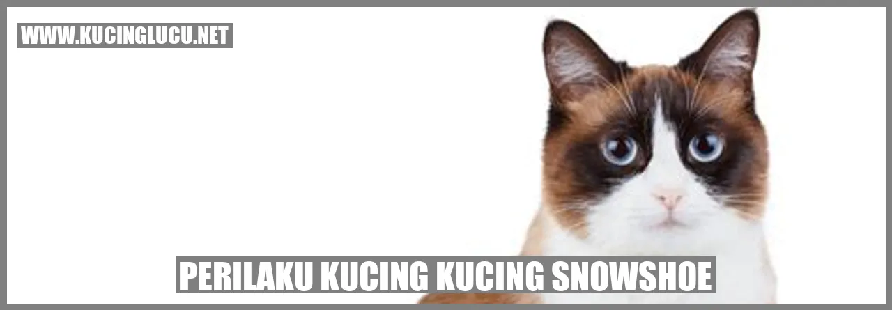 Gambar Kucing Snowshoe