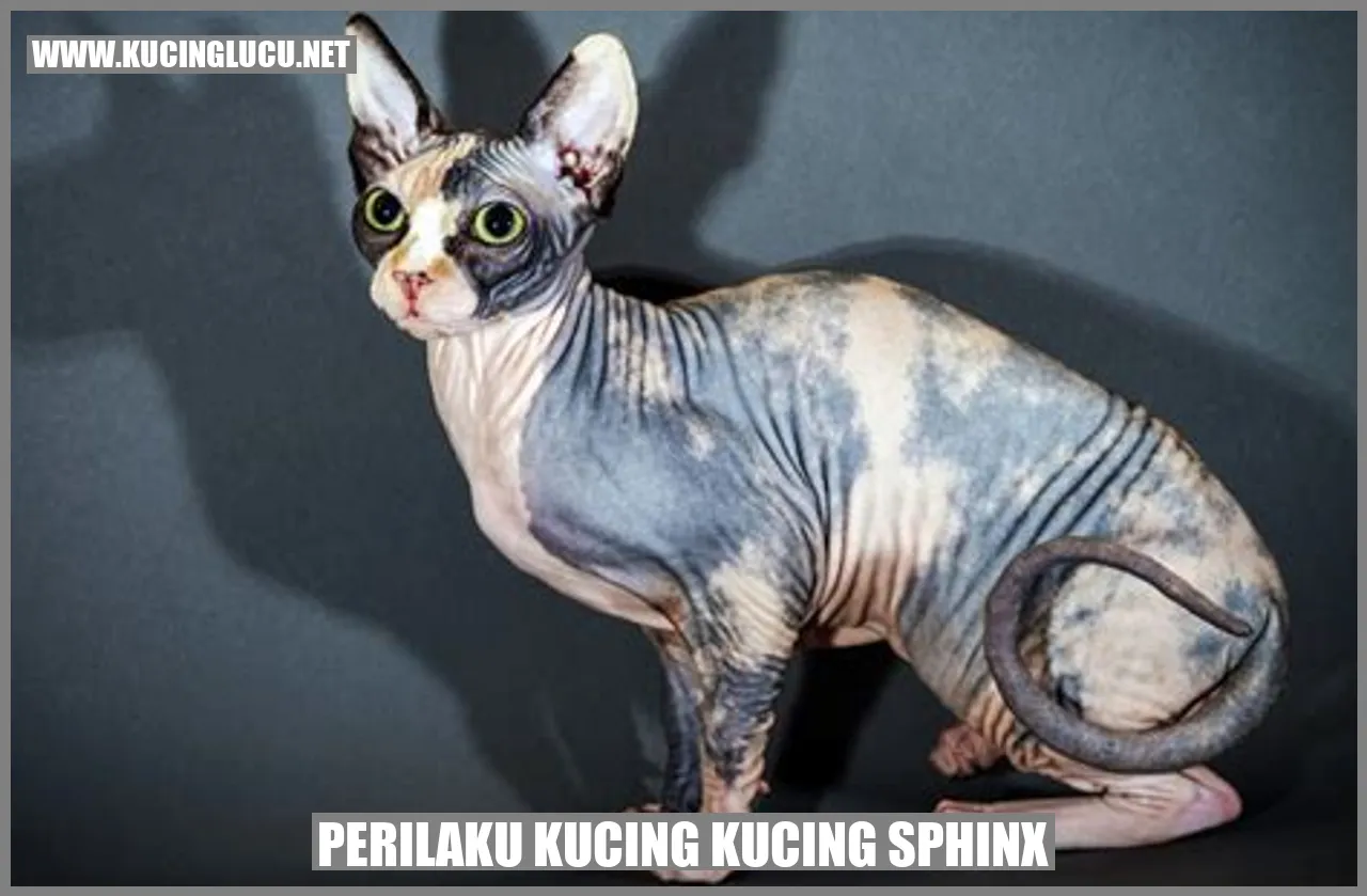 Kucing Sphinx