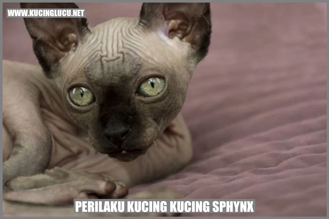 Perilaku Kucing Sphynx
