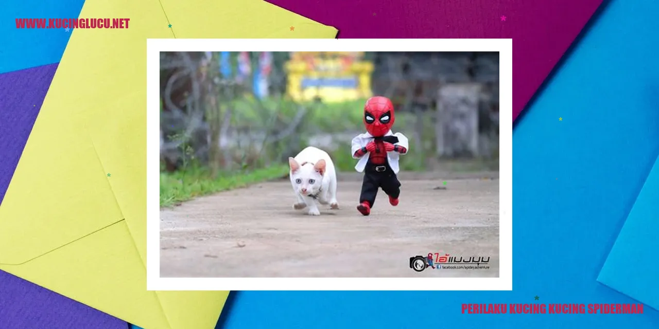 Kucing Kucing Spiderman