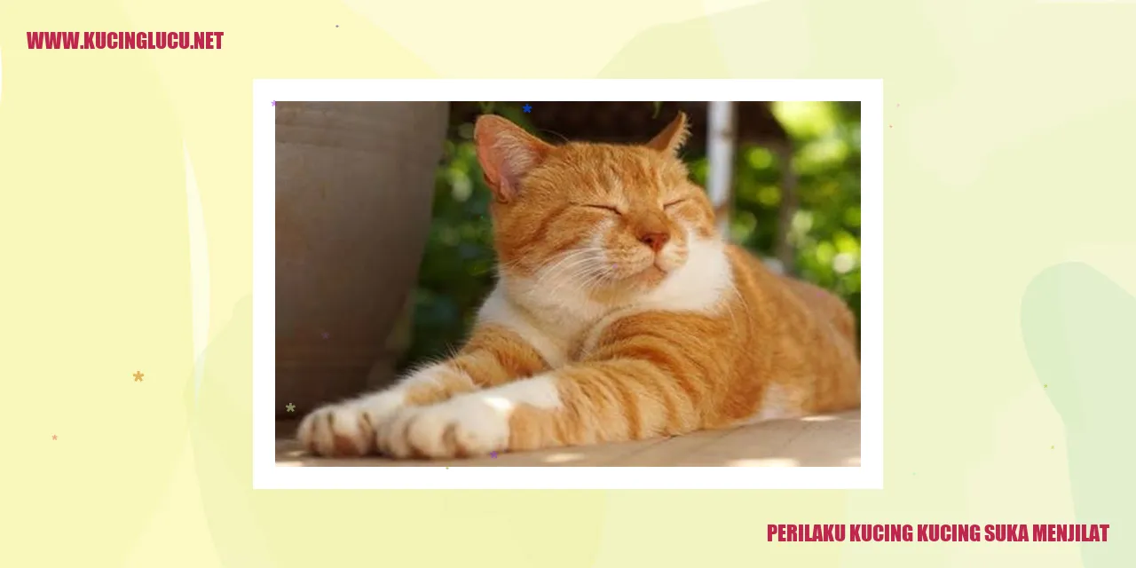 Kucing yang Menjilat