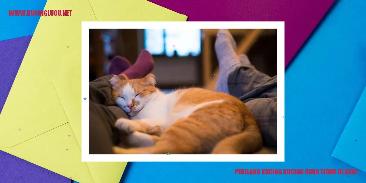 Perilaku Kucing Tidur di Kaki