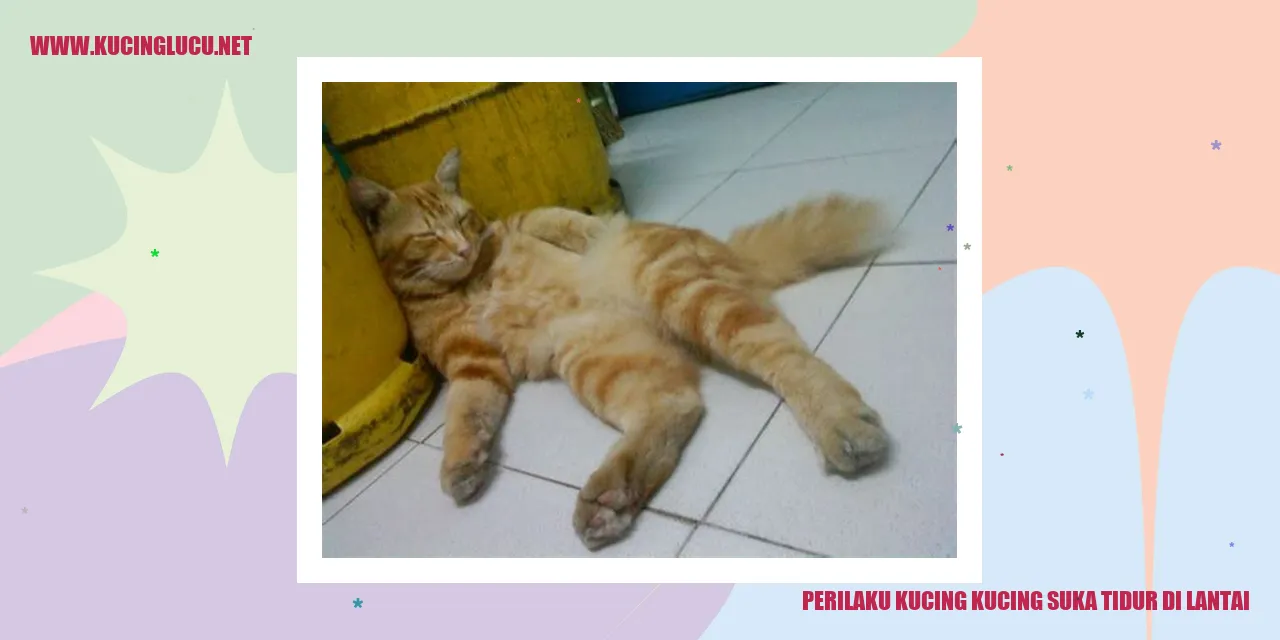 Kucing Tidur di Lantai