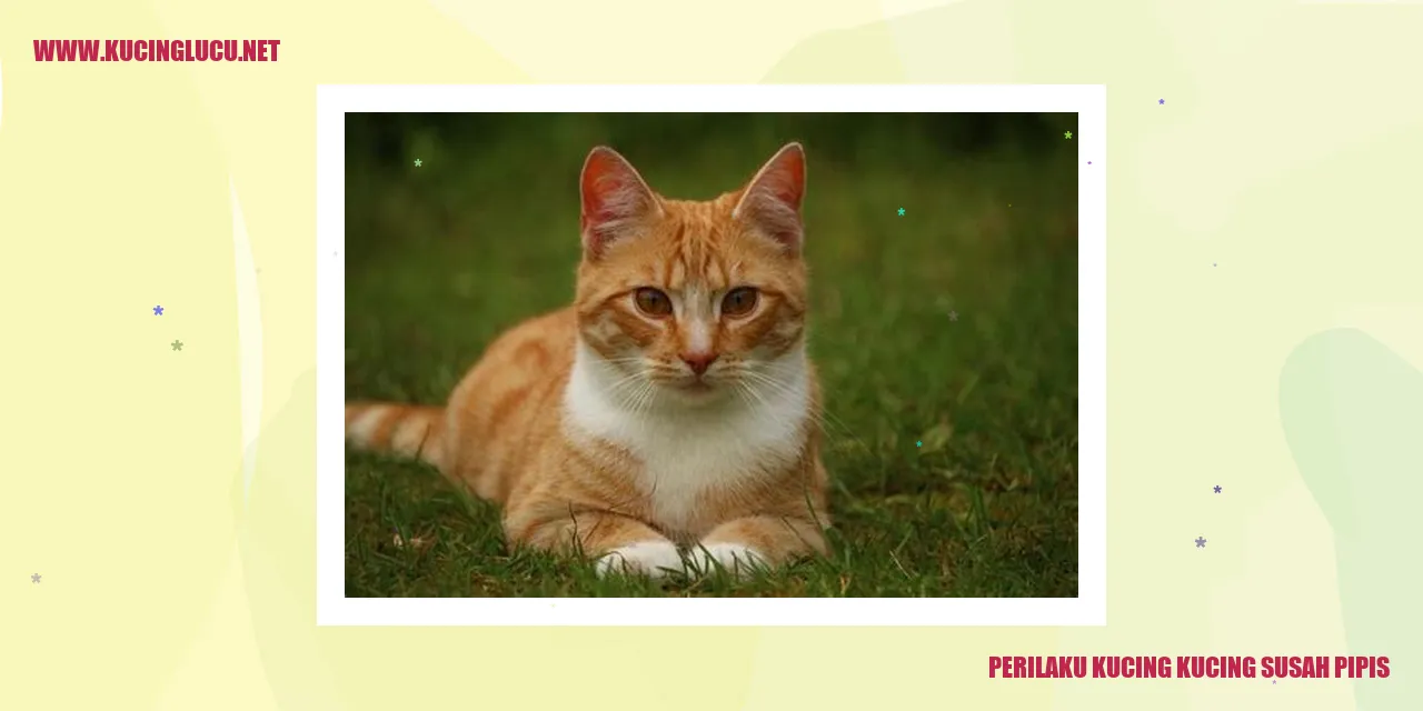Perilaku Kucing yang Sulit Pipis