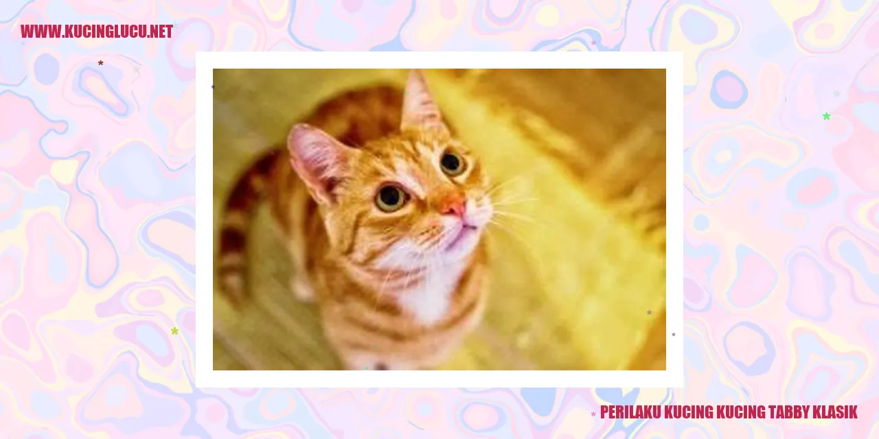 Perilaku Kucing Kucing Tabby Klasik
