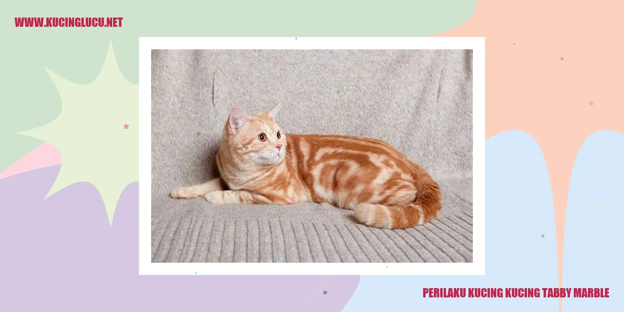 Kucing Tabby Marble
