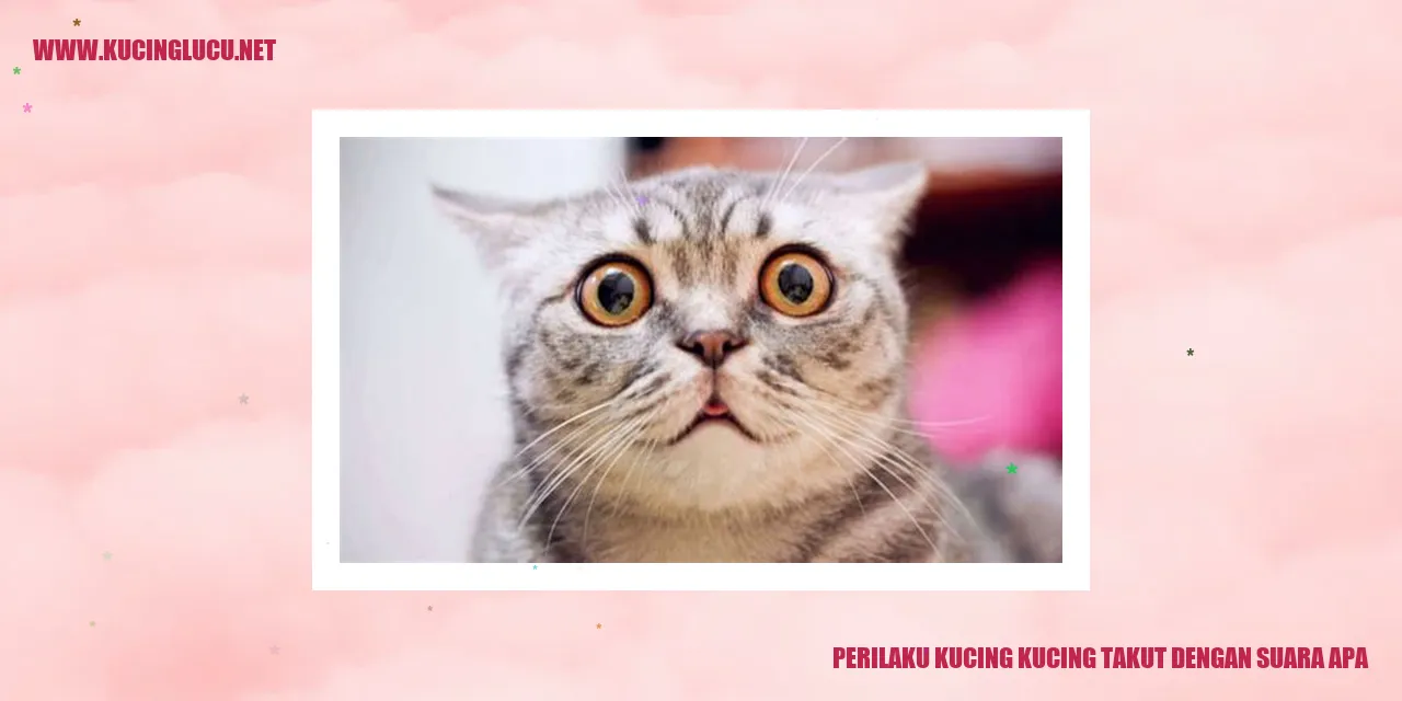 kucing takut dengan suara