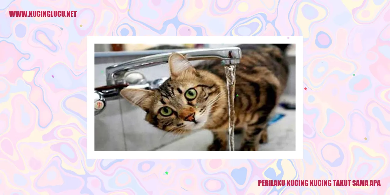 Perilaku Kucing yang Membuat Mereka Takut