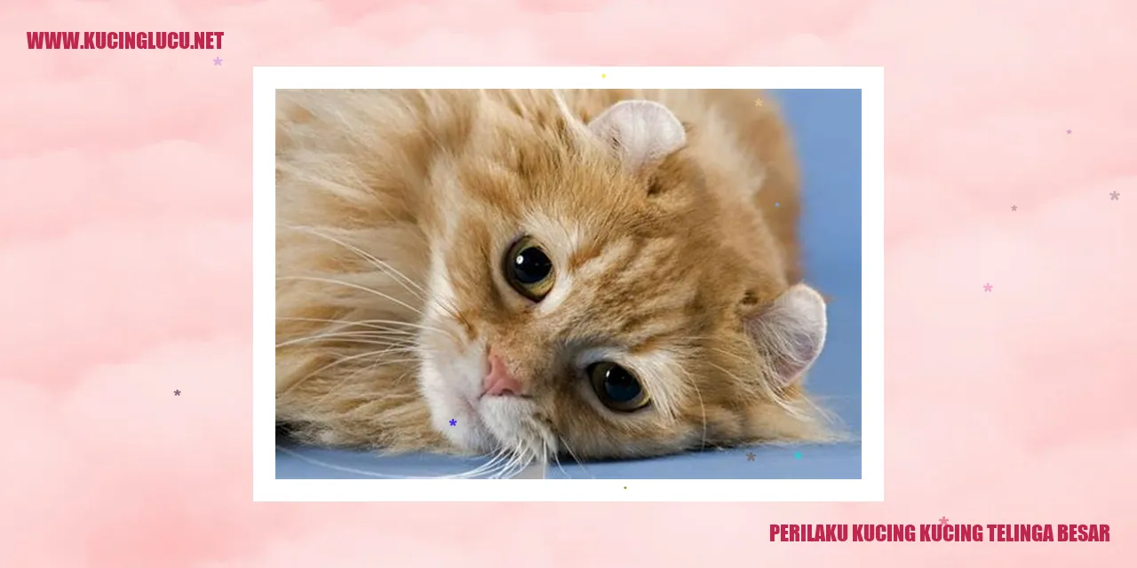 Kucing Telinga Besar