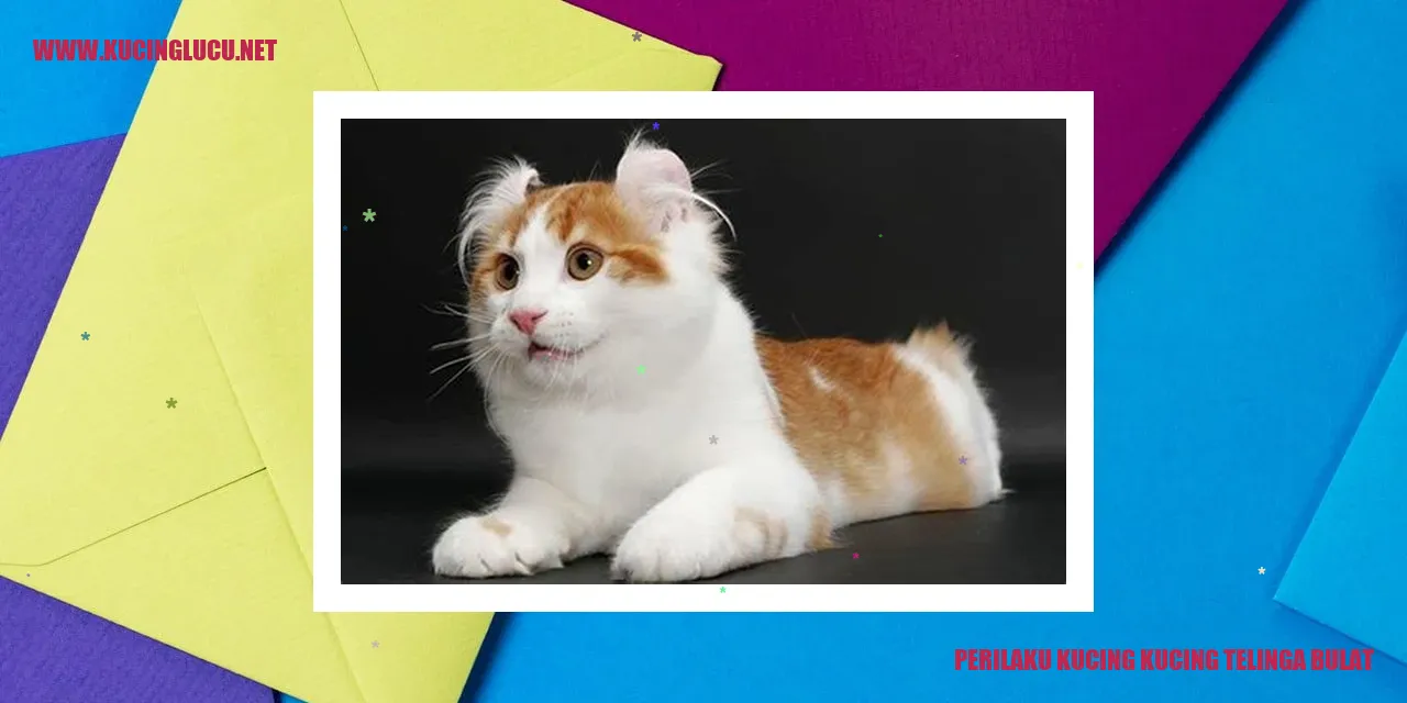 kucing dengan telinga bulat