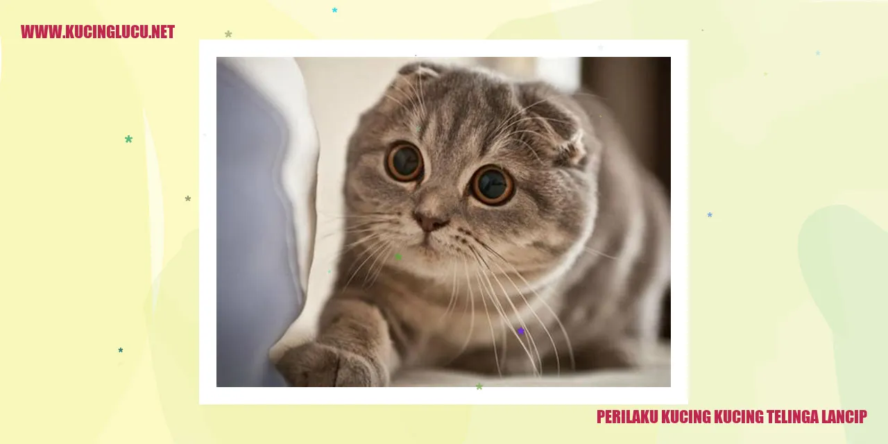 Gambar kucing dengan telinga lancip