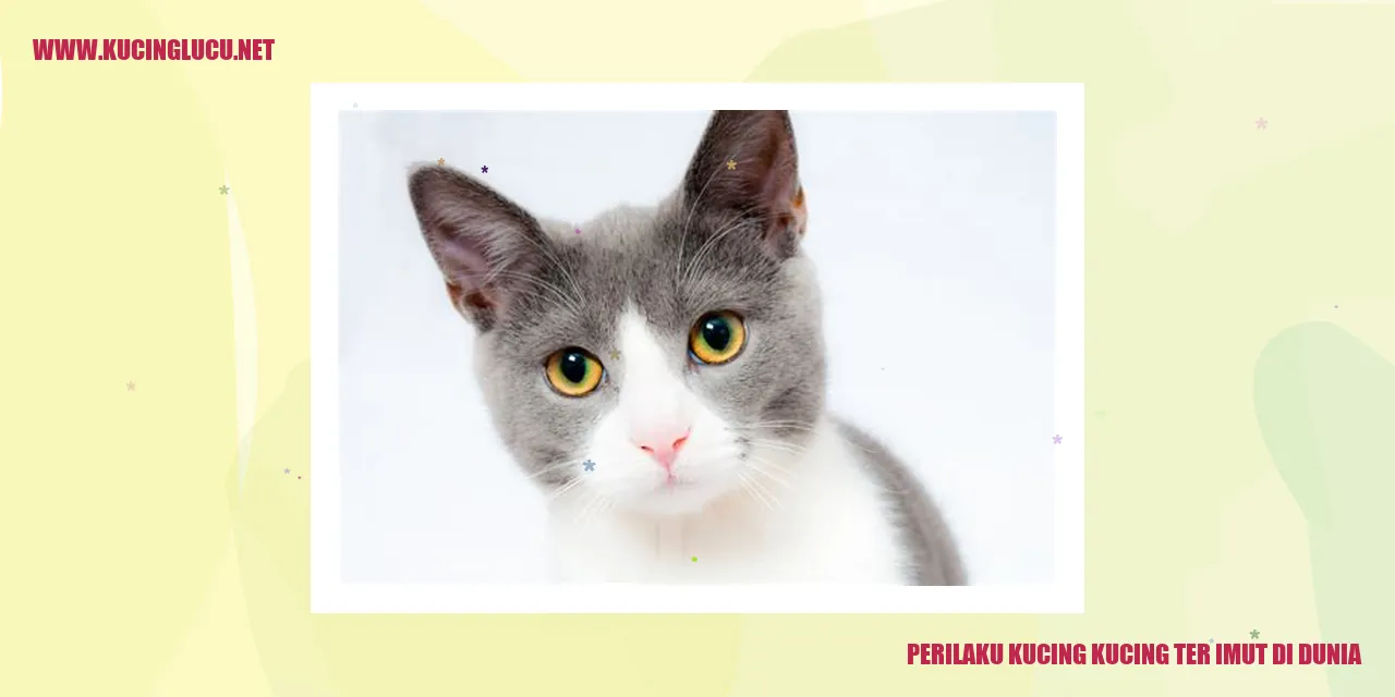Perilaku Kucing-kucing Paling Menggemaskan di Dunia