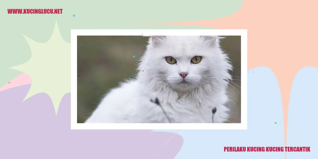 Perilaku Kucing Ter cantik
