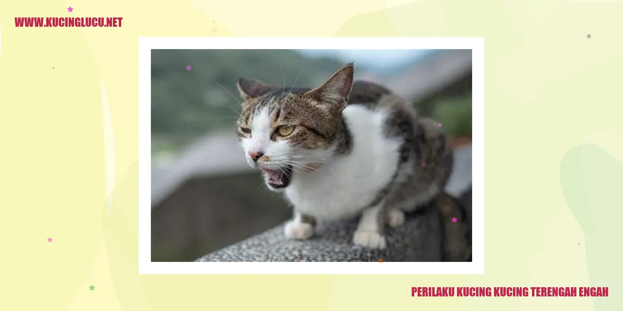 Gambar Kucing yang Kelelahan