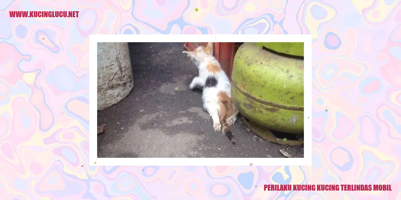 Kucing Tertimpa Kendaraan
