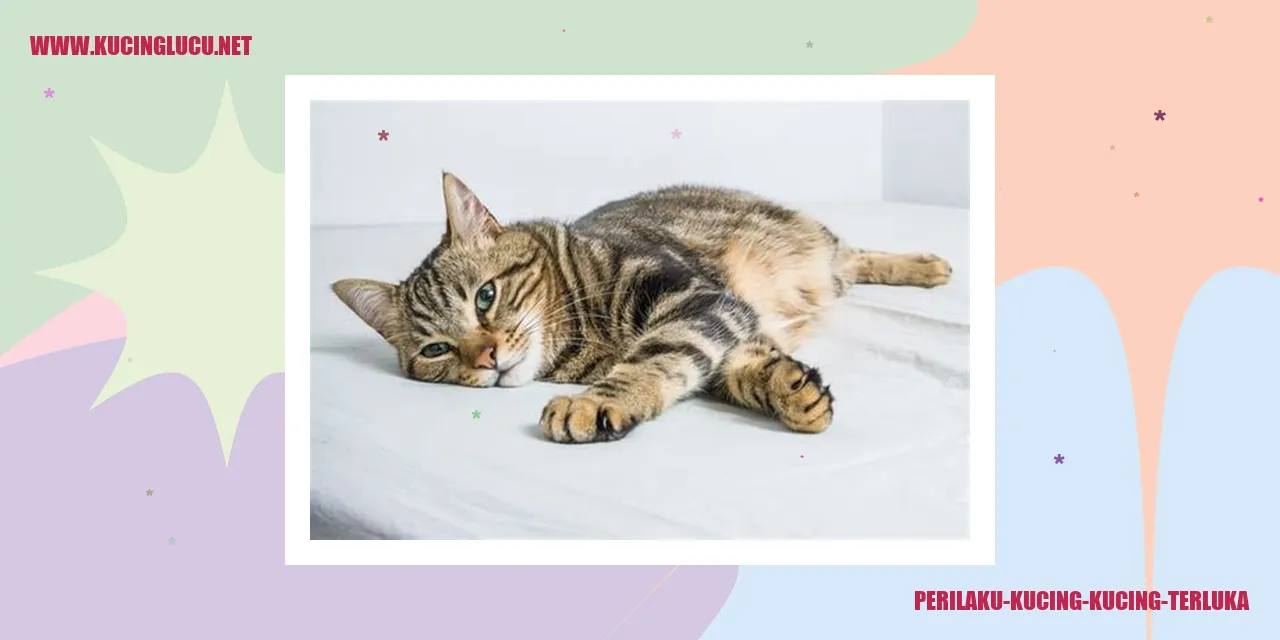 Perilaku Kucing yang Terluka