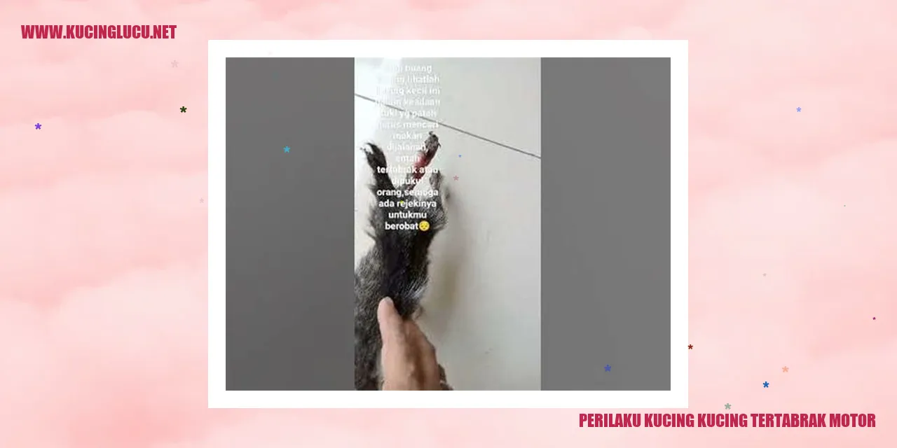 Kucing tertabrak motor
