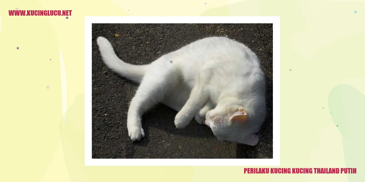 Kucing Thailand Putih