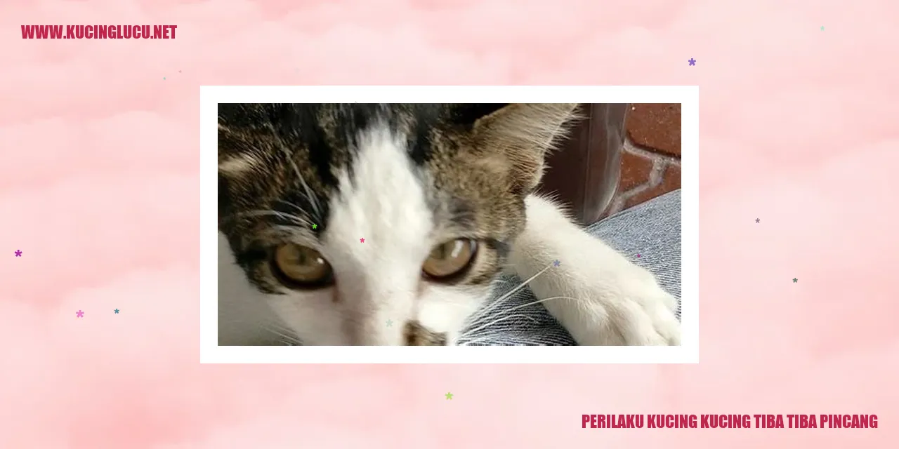 Perilaku Meliuk-Liuk Kucing