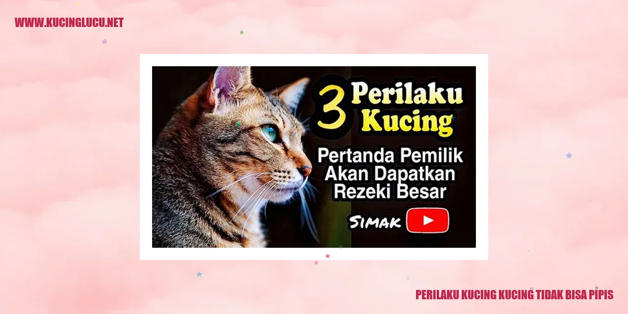 Kucing yang mengalami kesulitan buang air kecil