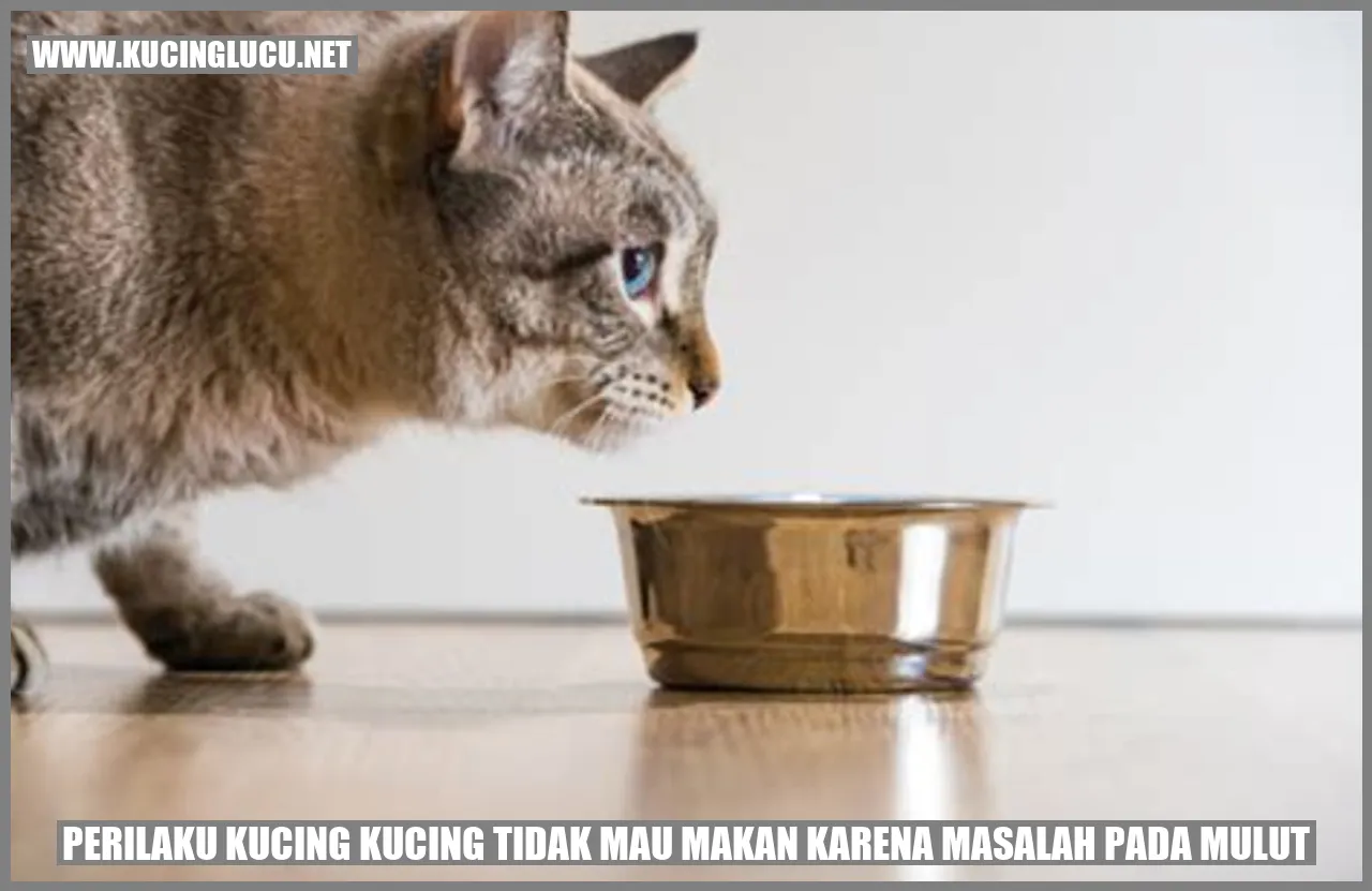 Gambar Kucing Sedang Makan