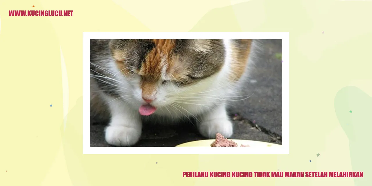 Kucing enggan makan setelah melahirkan