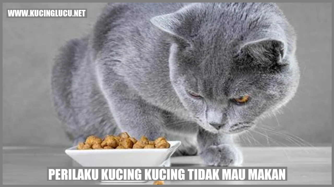 Gambar Kucing yang Ogah Makan