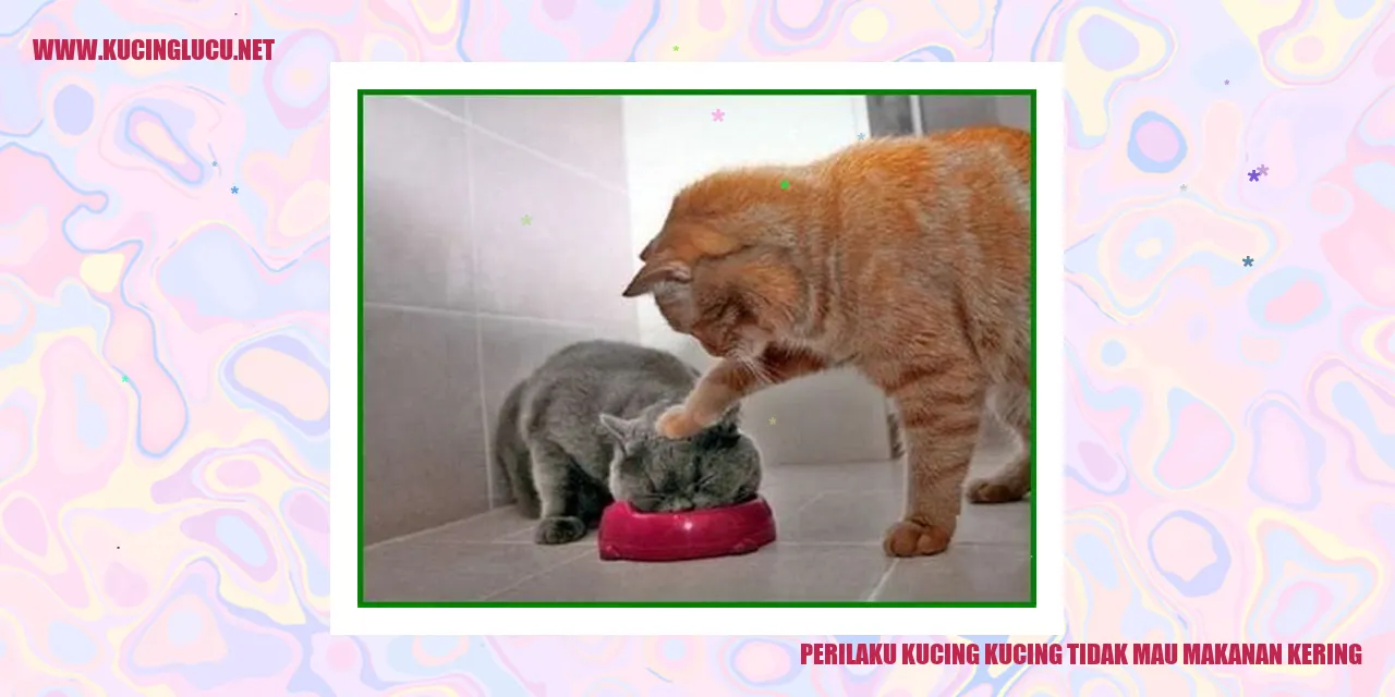Perilaku Kucing yang Enggan Mengonsumsi Makanan Kering