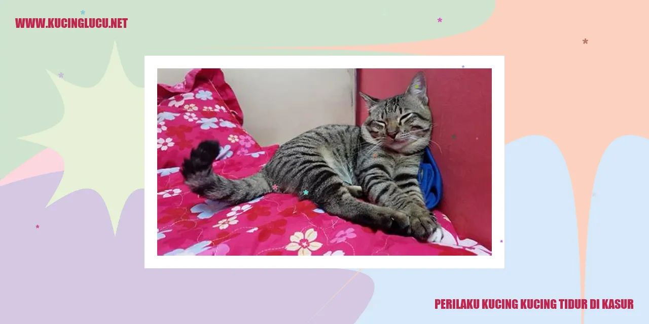 Kucing Tidur di Kasur