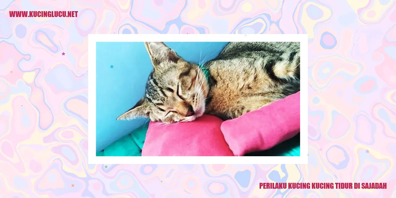 Gambar Kucing Tidur di Sajadah