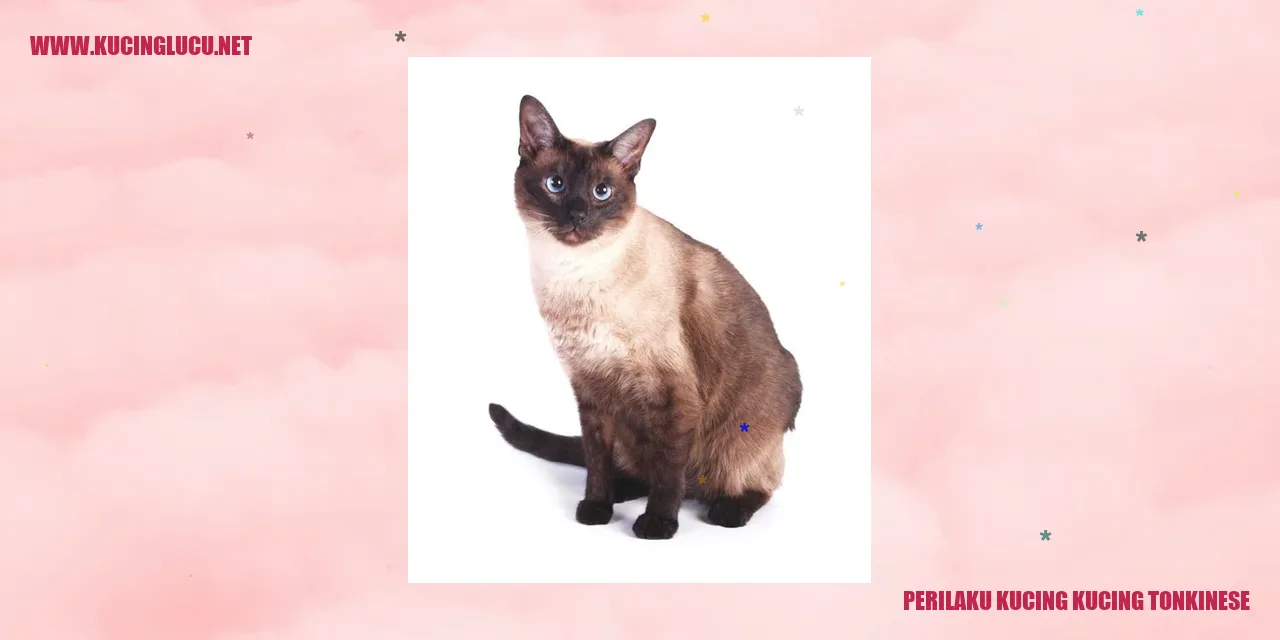 Perilaku Kucing Kucing Tonkinese