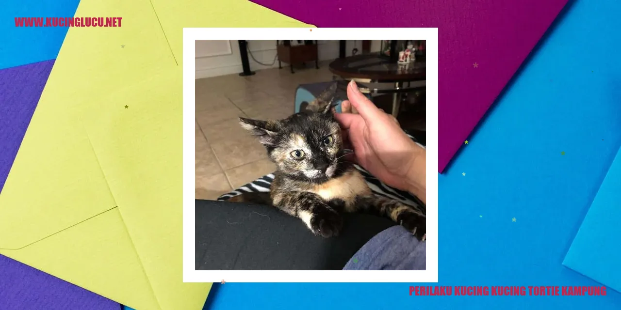 Kucing Tortie Kampung