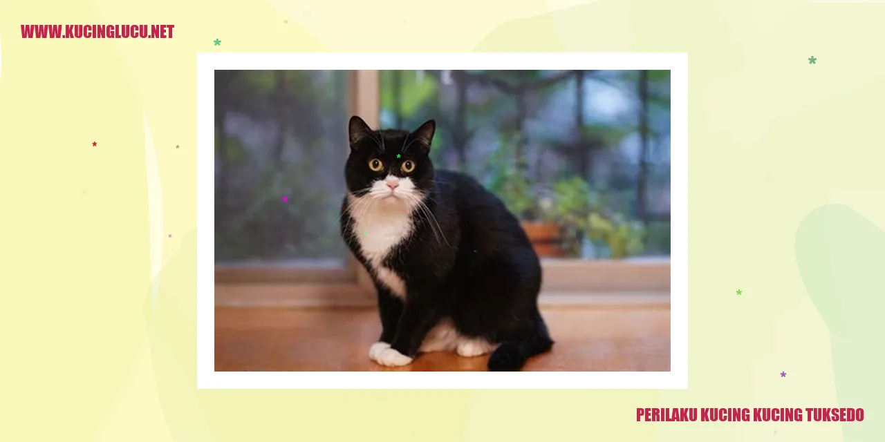 Perilaku Kucing Tuxedo