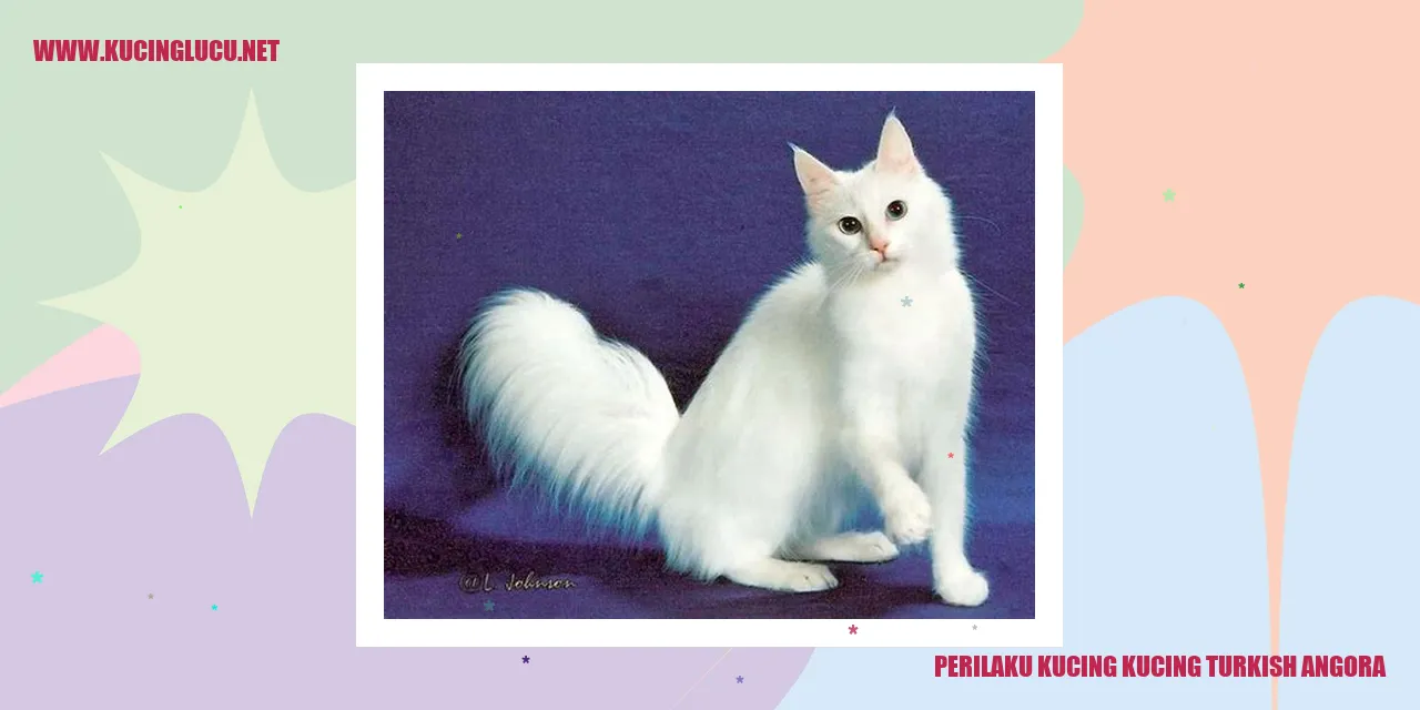 Perilaku Kucing Turkish Angora