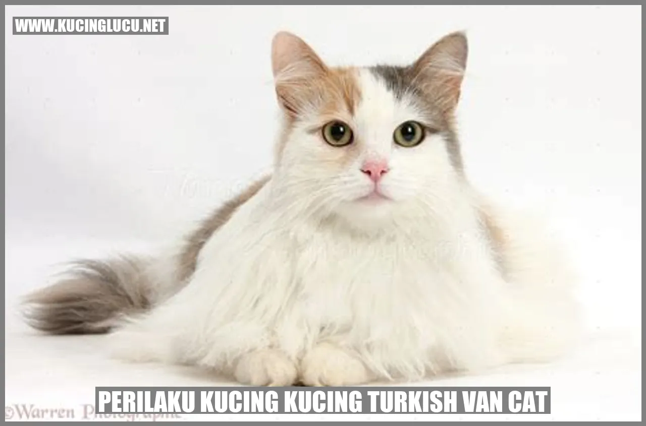 Gambar Kucing Turkish Van Cat