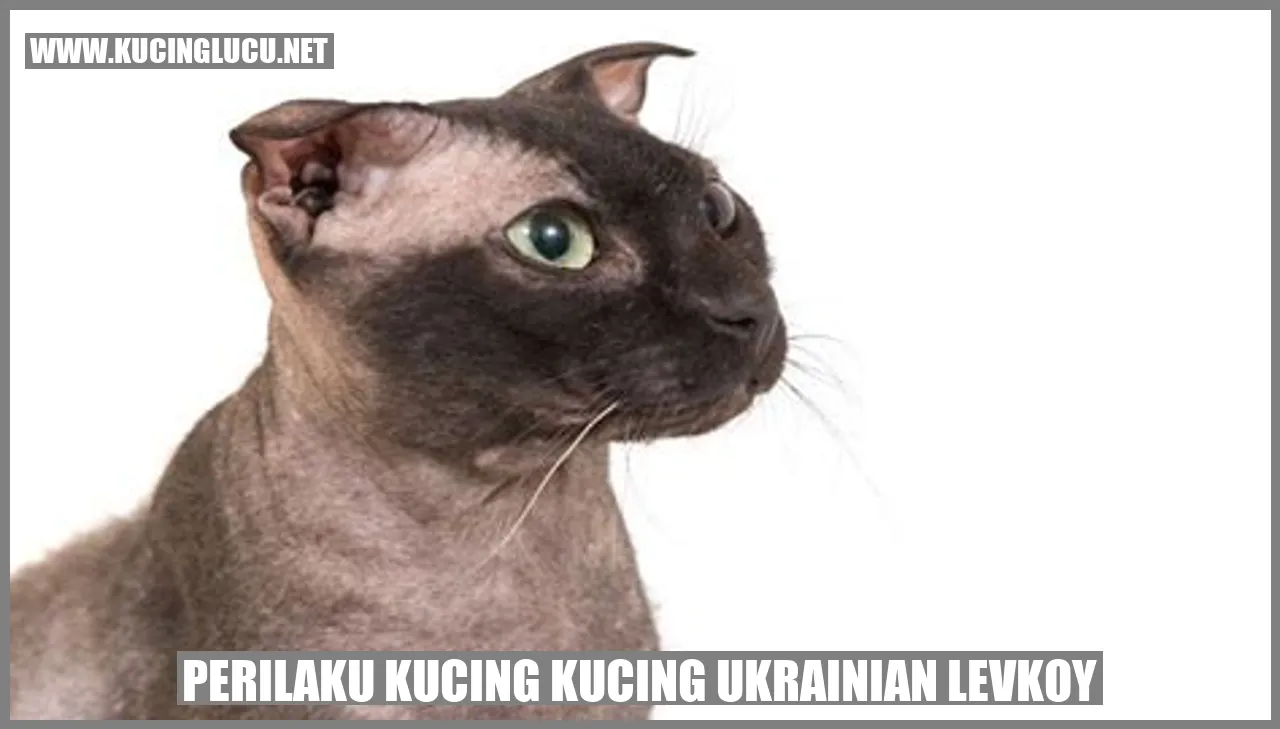 Kucing Ukrainian Levkoy