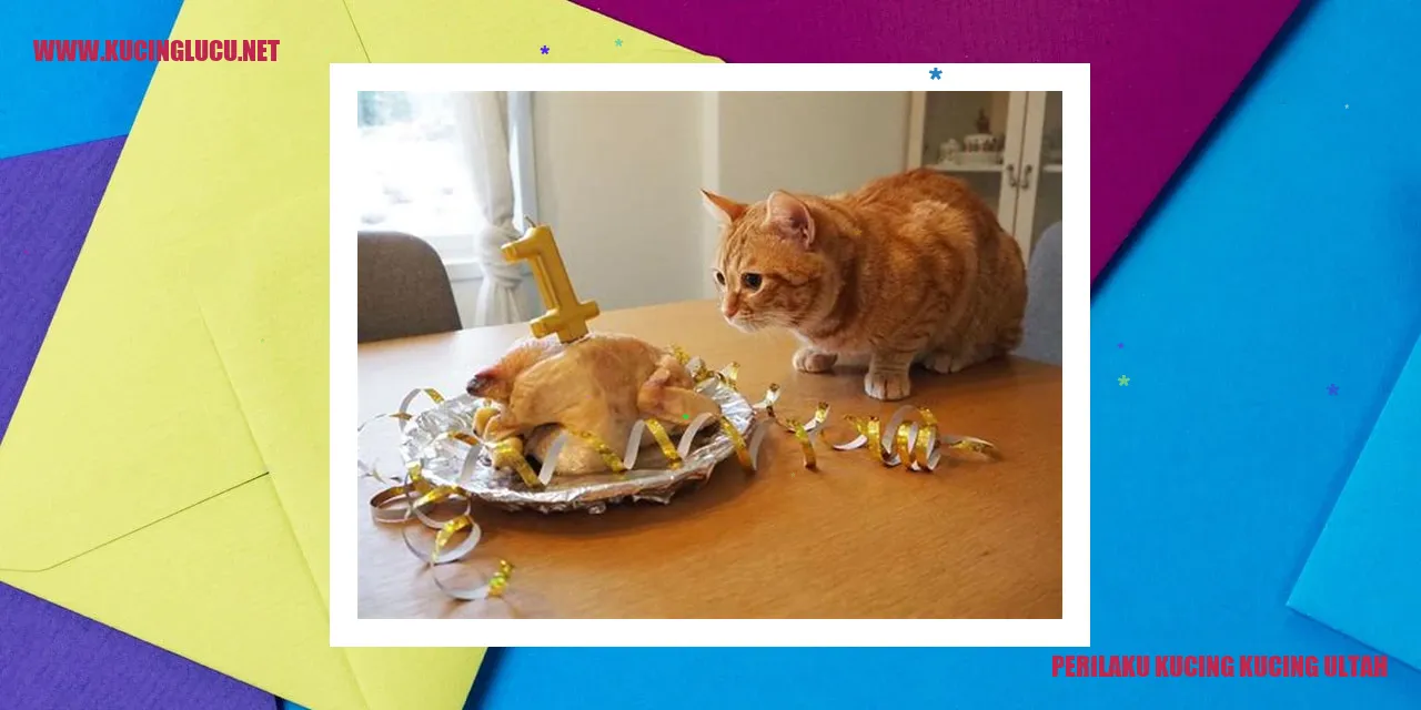 Perilaku Kucing saat Ulang Tahun