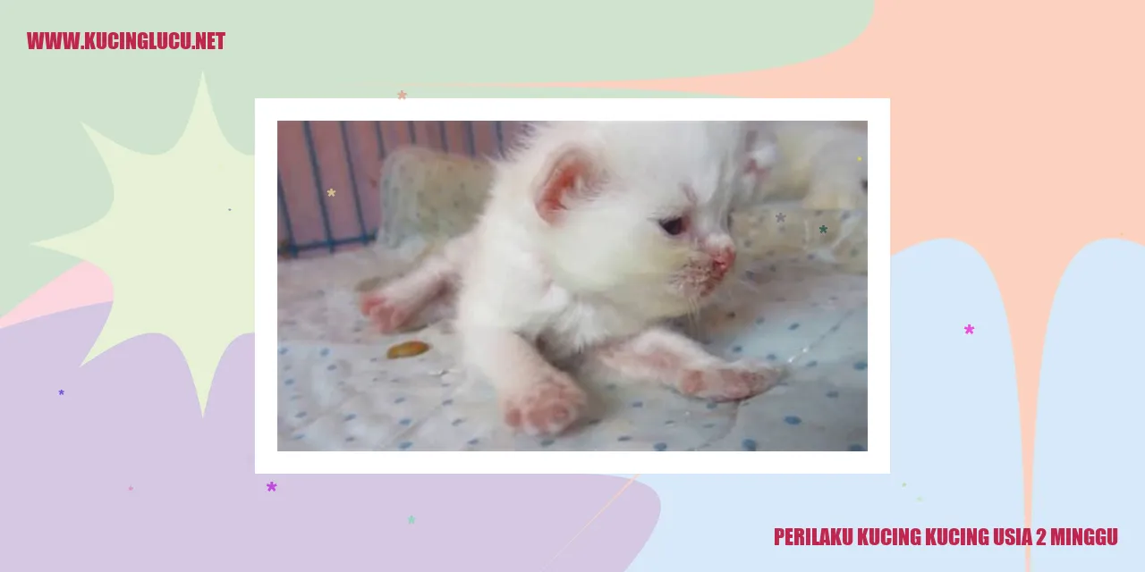 Gambar kucing usia 2 minggu